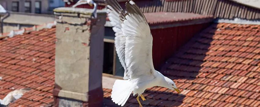 Residential Chimney Animal Removal Solution in Mississauga, ON